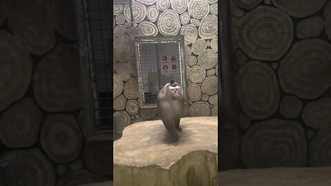 A few meaning monkeys