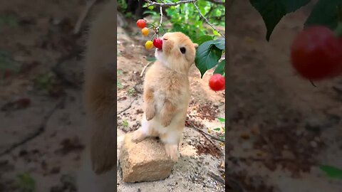 Little rabbit eating cherries Cute pet debut plan Rabbit Pastoral cute pet