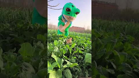 Little frog walks the rabbit, cute pet debut plan, rabbit pastoral cute pet