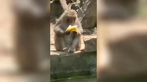Cute pets