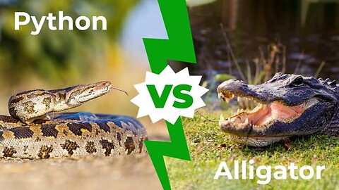 Alligator vs. Python: Wild Fishing Video Goes Viral!