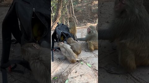 Funny monkey #71