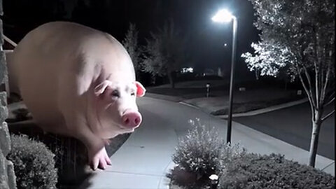 Huge pig caught on CCTV