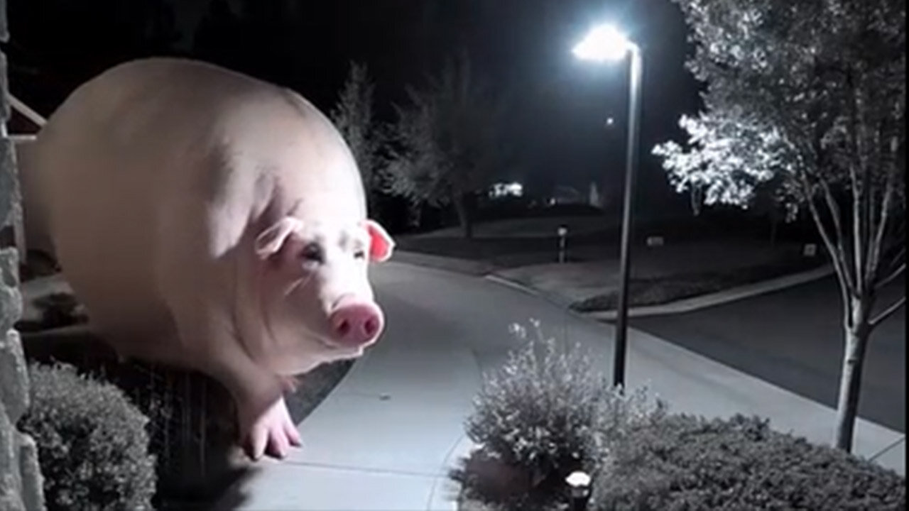 Huge pig caught on CCTV