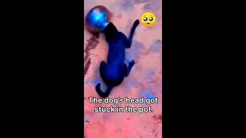 The dog's head got stuck in the pot.🥺😲#funnydog, #dogfails, #cutepuppy, #hedstuckdog