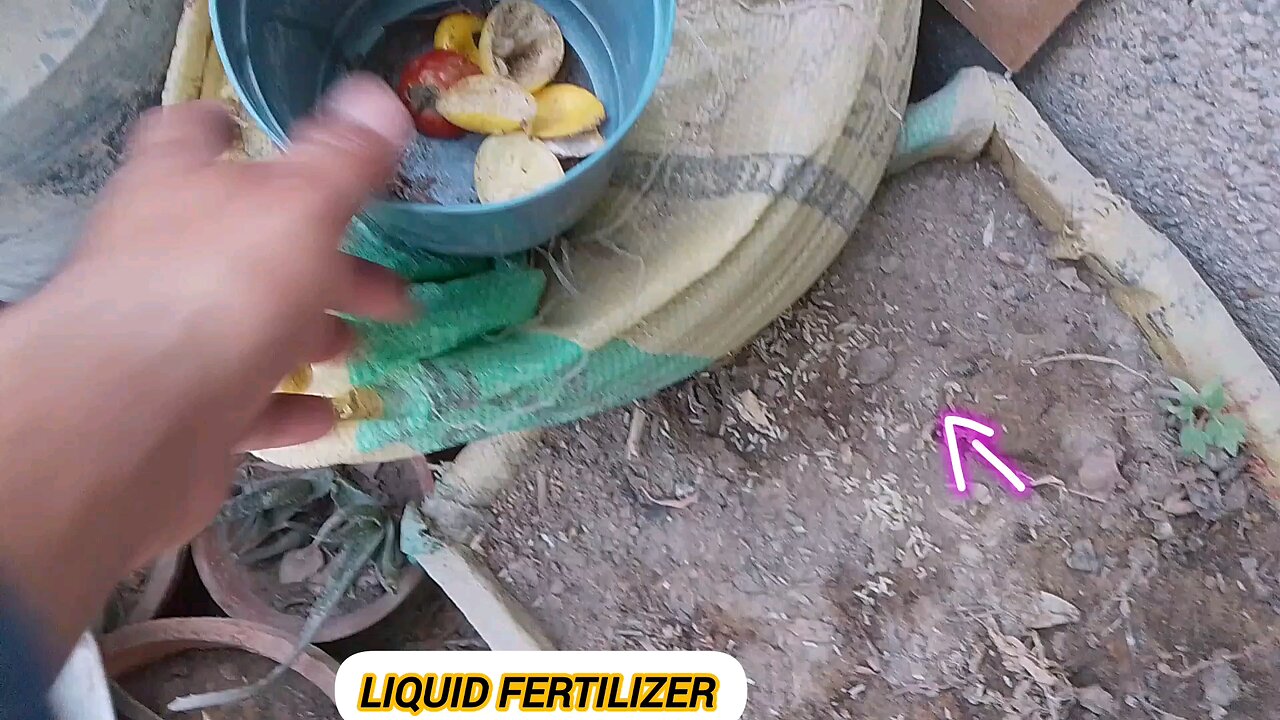 HOW TO MAKE LIQUID FERTILIZER FOR STRONG PLANTS 🌵🌵