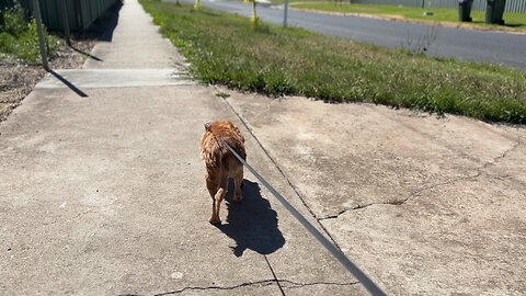 ☀️😄🐕❤️🙏🏻