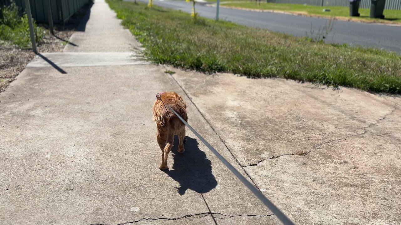 ☀️😄🐕❤️🙏🏻