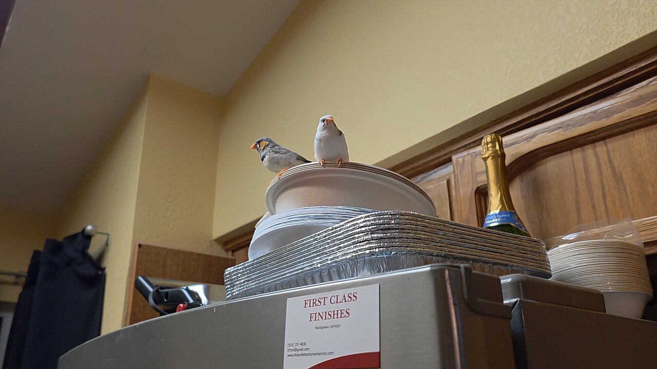 Zebra finches, chilling on some paper bowls. Two different mutations