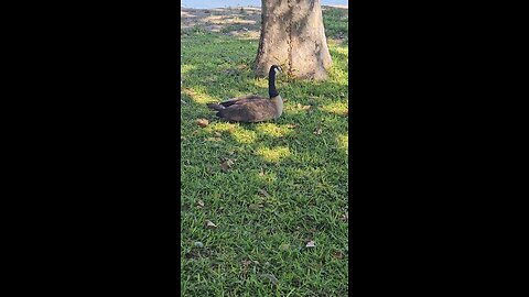 Follow for More nature 🍄‍🟫 content and More