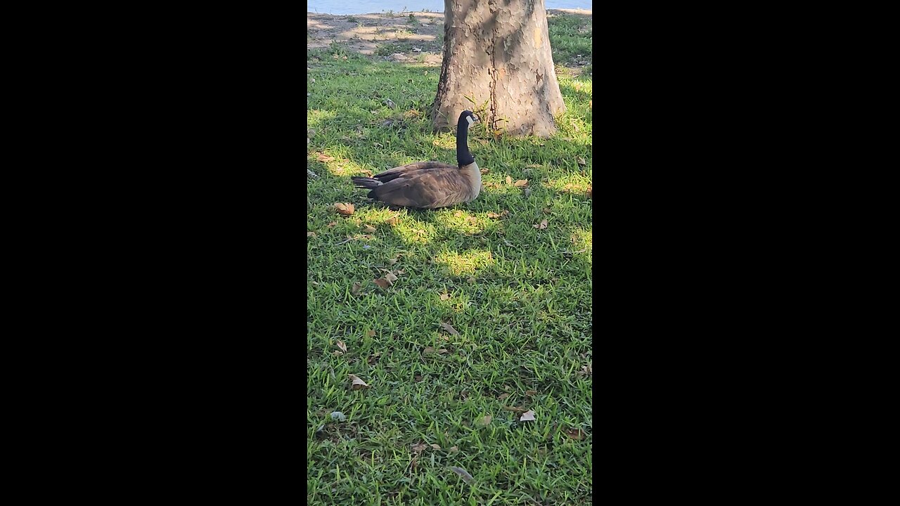 Follow for More nature 🍄🟫 content and More