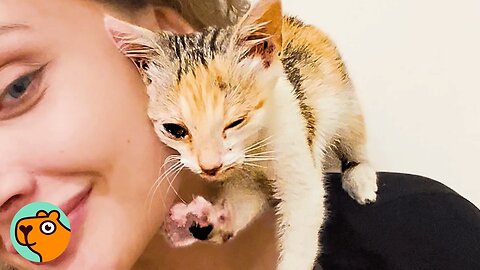Scared Kitten Nuzzles Up To Lady For Warmth | Cuddle Buddies