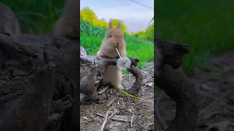 Little rabbit eats dandelions, cute little rabbit, little cute pet in the countryside