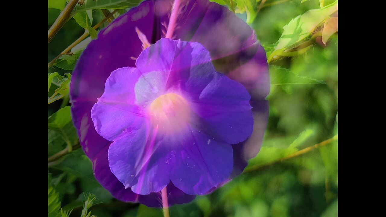 Remember Summer Flowers