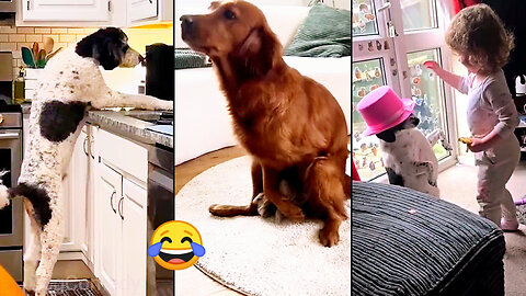 I Think My Dog Was a Comedian in Past Life🤣
