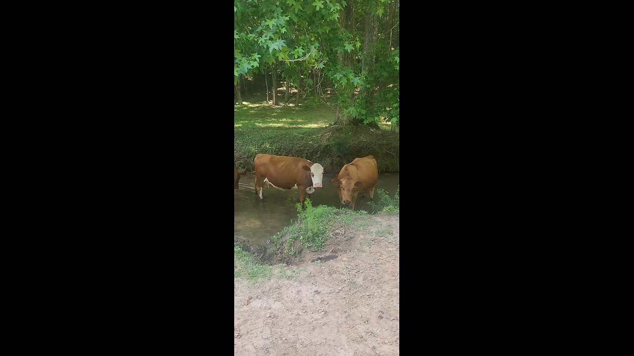 Cows cooling off in the creek 2025.