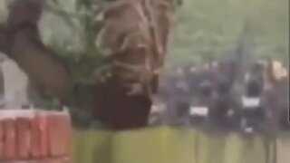 Militant Setting Form UK