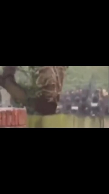 Militant Setting Form UK