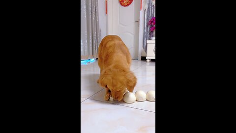 The puppy eats steamed buns.