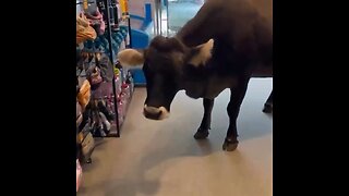 Una vaca entra a tienda de esquí en Austria