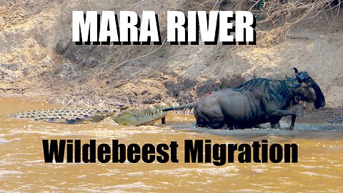 Crocodile vs WildeBeest in Mara River Crossing | The Great Migration