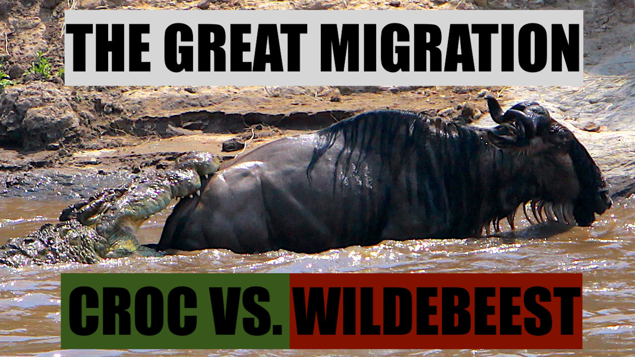 Crocodile vs WildeBeest in Mara River Crossing | The Great Migration