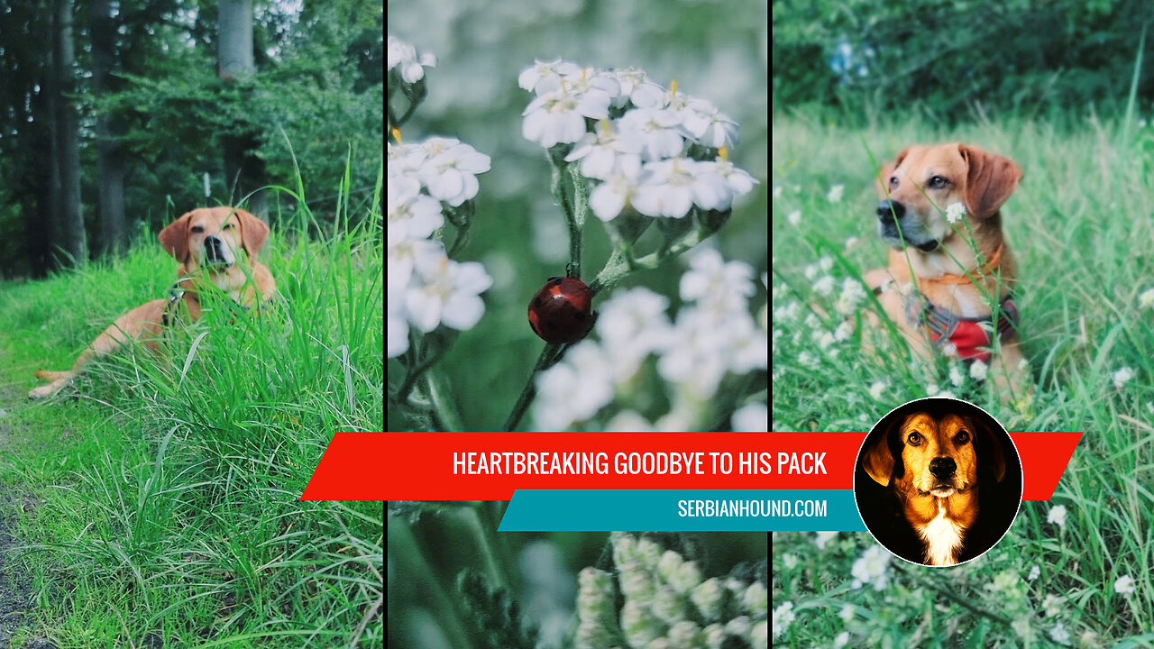 A Heartbreaking Goodbye to his Pack