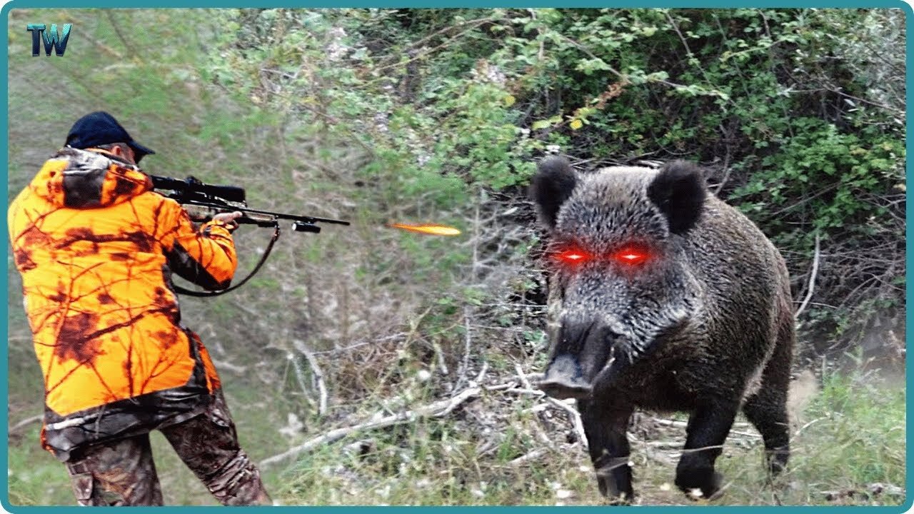 How Do American Hunters And Farmers Deal With Million Of Wild Boar And Monkey, Baboon By Guns.