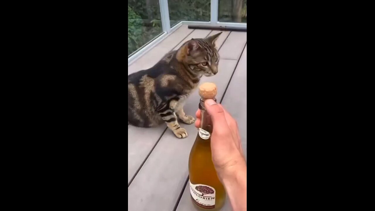 This Cat's Reaction Will Leave You in Tears 😂🐾