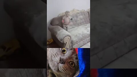 The little pig became a big pig.