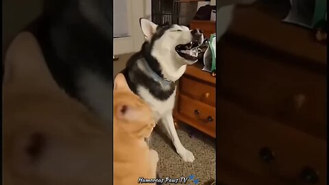 When Animals Have No Chill!