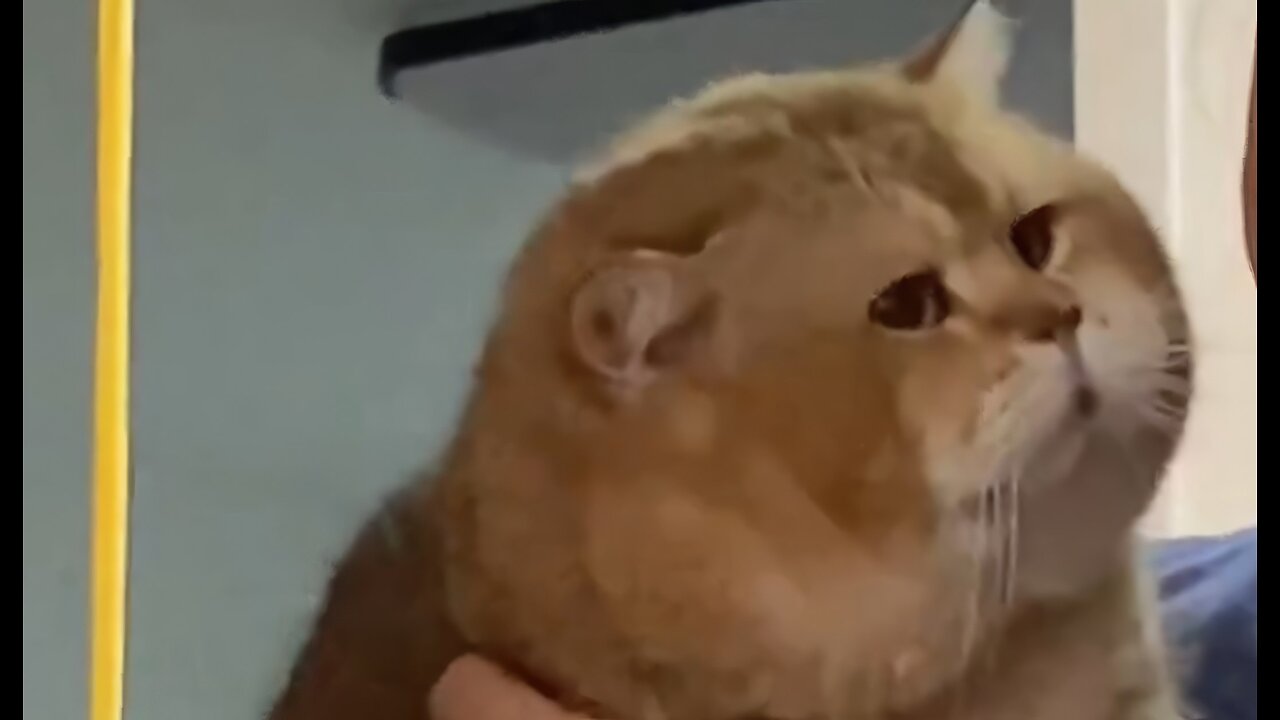 When you left your cat with your grandmother for a week.