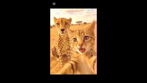 cat pic a lion tiger elephant