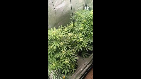 Wedding cheesecake week 12