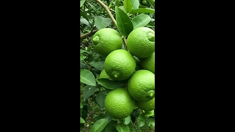 Grow lemon tree at home 🍋