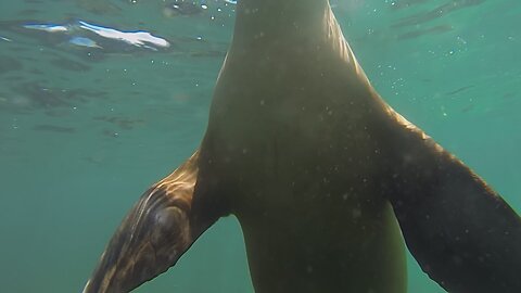 The Seal Just Wanted to Hug Me. Under Friendly Attack!