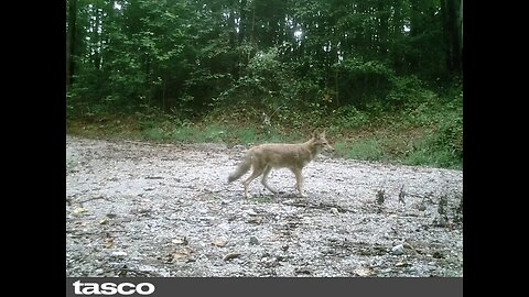 Trail camera game camera Hocking County Ohio