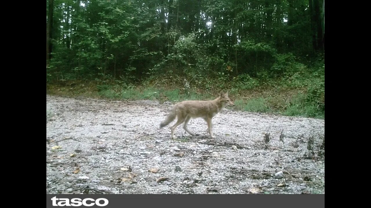 Trail camera game camera Hocking County Ohio