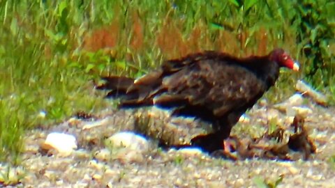 Turkey Vulture