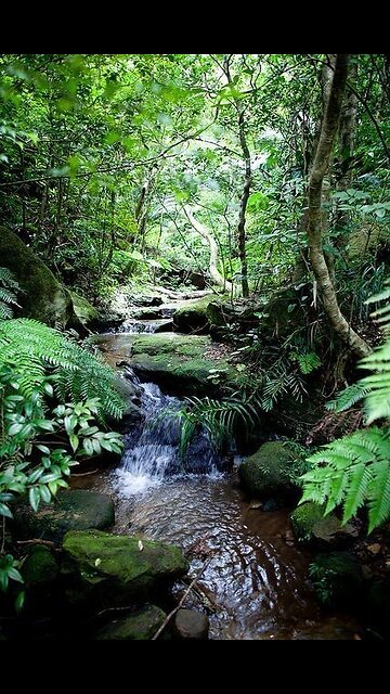 Flowing Stream/Serene Nature Sounds