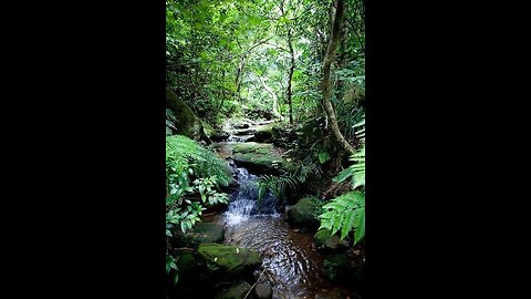 Flowing Stream/Serene Nature Sounds