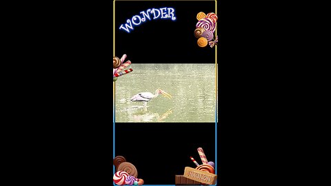 Meet the majestic Painted Stork 🕊️ — one of India’s most stunning wetland birds! 🇮🇳