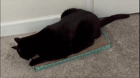 Cute Precious Piper Likes the Taste of Her Tuffet - Adopting a Cat from a Shelter Vlog