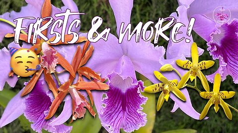 My Orchids went BEAST MODE! 💪 🥳 Jaw-Dropping First Blooms & Are They Fragrant? #ninjaorchids