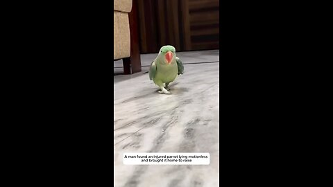 baby parrot