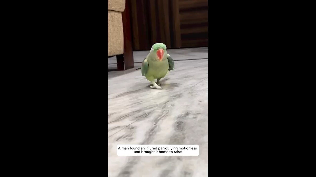 baby parrot