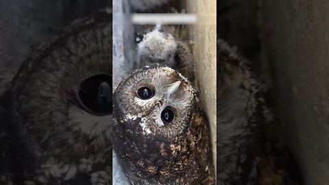 The owl settled under a mans house and he raised her owl