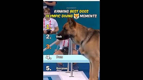 Ranking Best Dogs Olympic Diving Moments