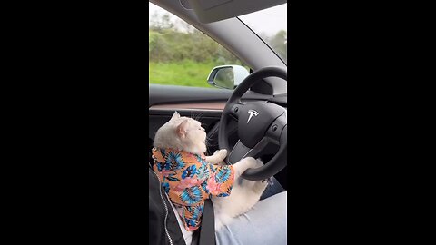 #cat #funnycat #orangecat #funny #funnyvideos #aicat #ai #aivideoshorts #shorts