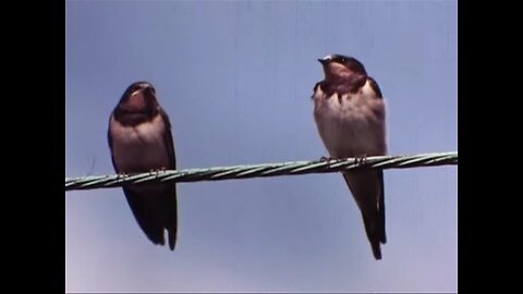 An Eye For The Birds